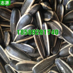 【志源6p瓜子烘干机环保节能小型五香瓜子干燥设备全国报价】-