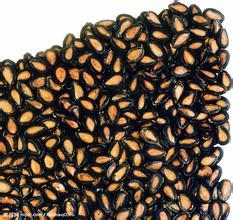 黑瓜子与五香瓜子 风味与文化的双重魅力