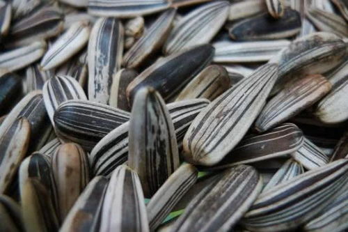 三种人不宜食用五香瓜子，购买后也需适量，健康知识快转告家人